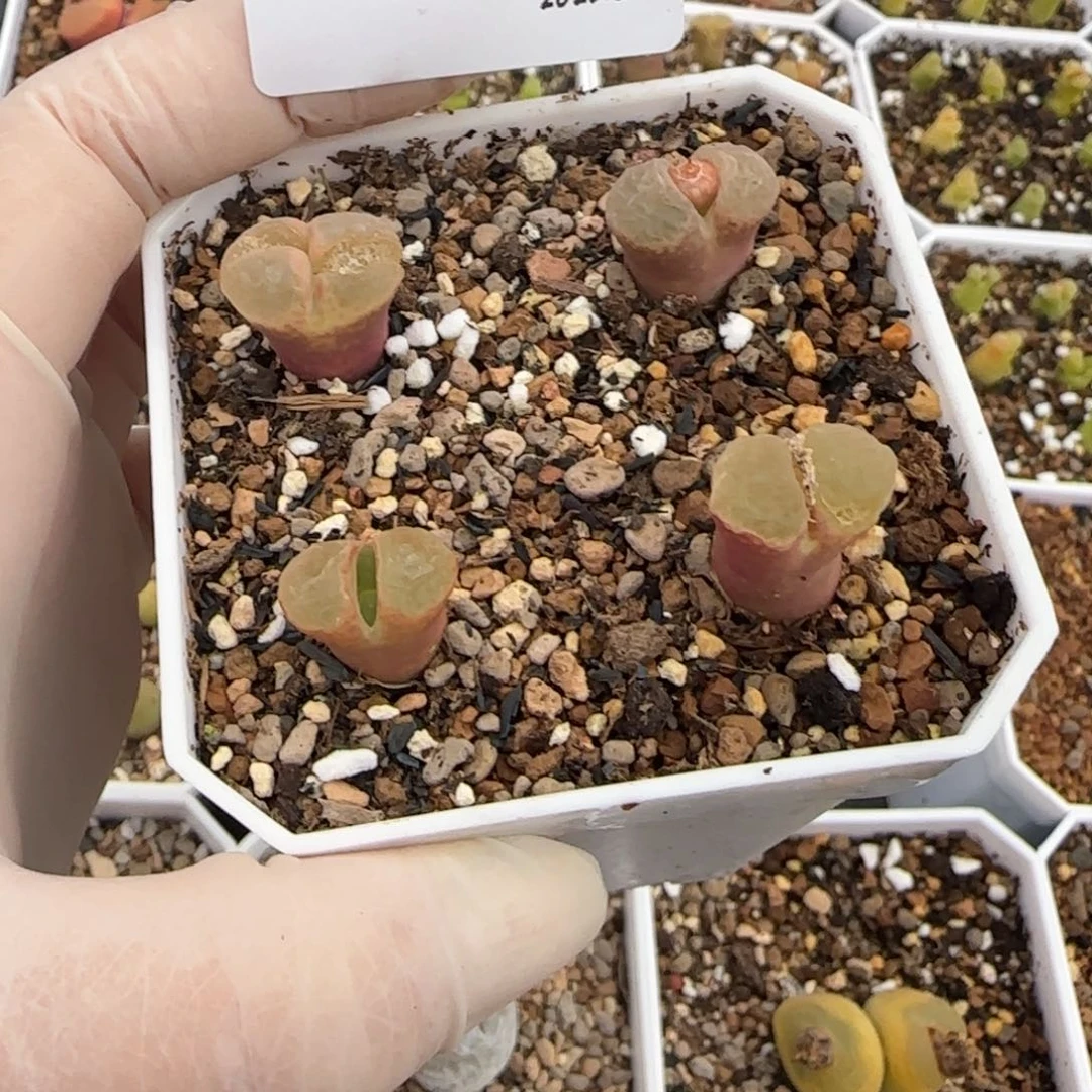 用****8多肉多肉多肉2.11-015