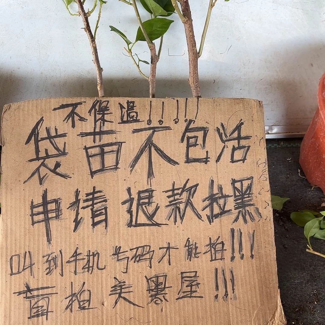 *****当前无花朵，栽培后可花朵袋苗盲盒三颗不包活8