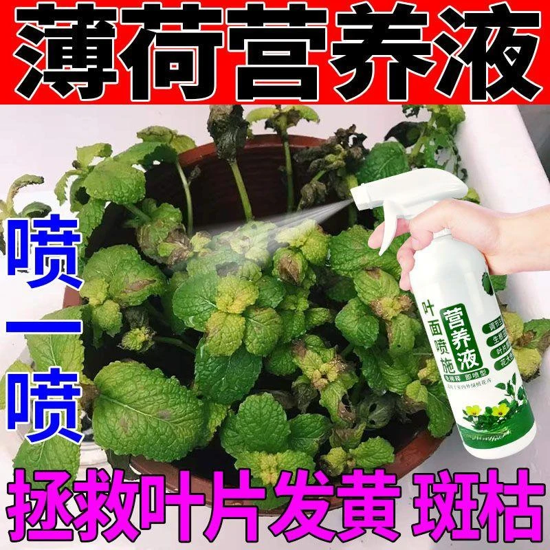 薄荷专用营养液一喷绿防治黄叶烂根免稀释水溶肥促生长水培薄荷