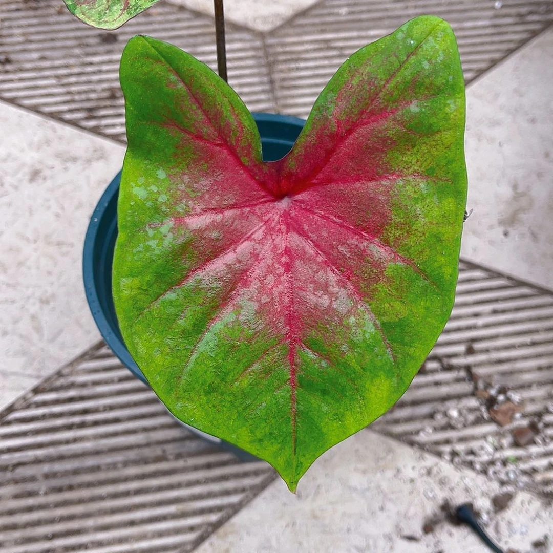 完全开放泰彩一物一拍8088