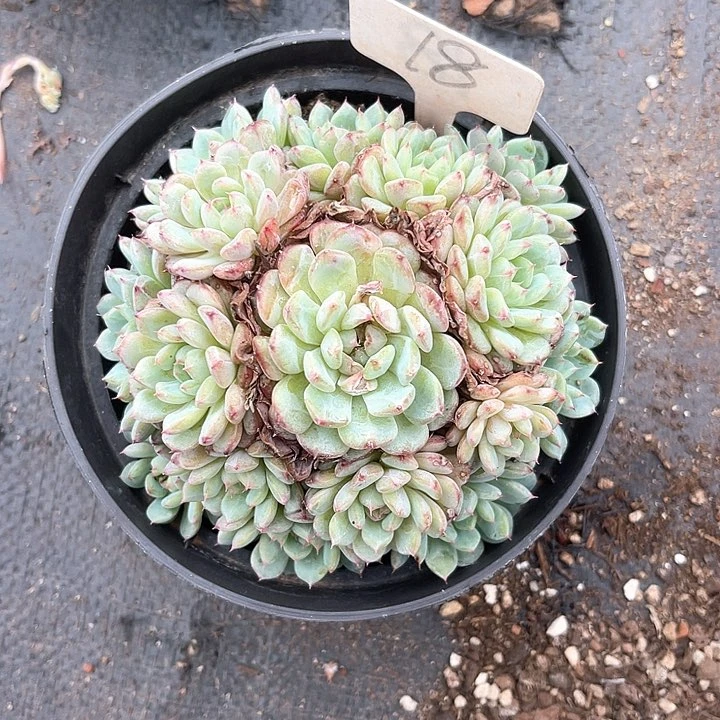晨语多肉一自拍18
