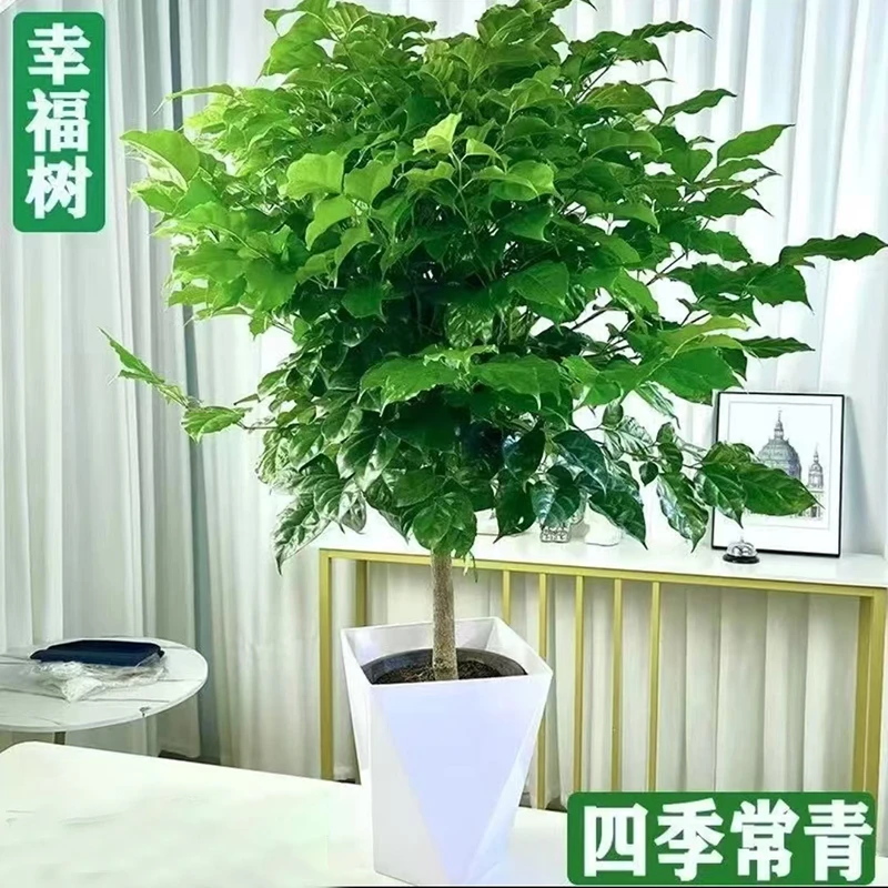 80-100cm不砍根独杆棒棒糖幸福树室内观叶绿植 四季常青