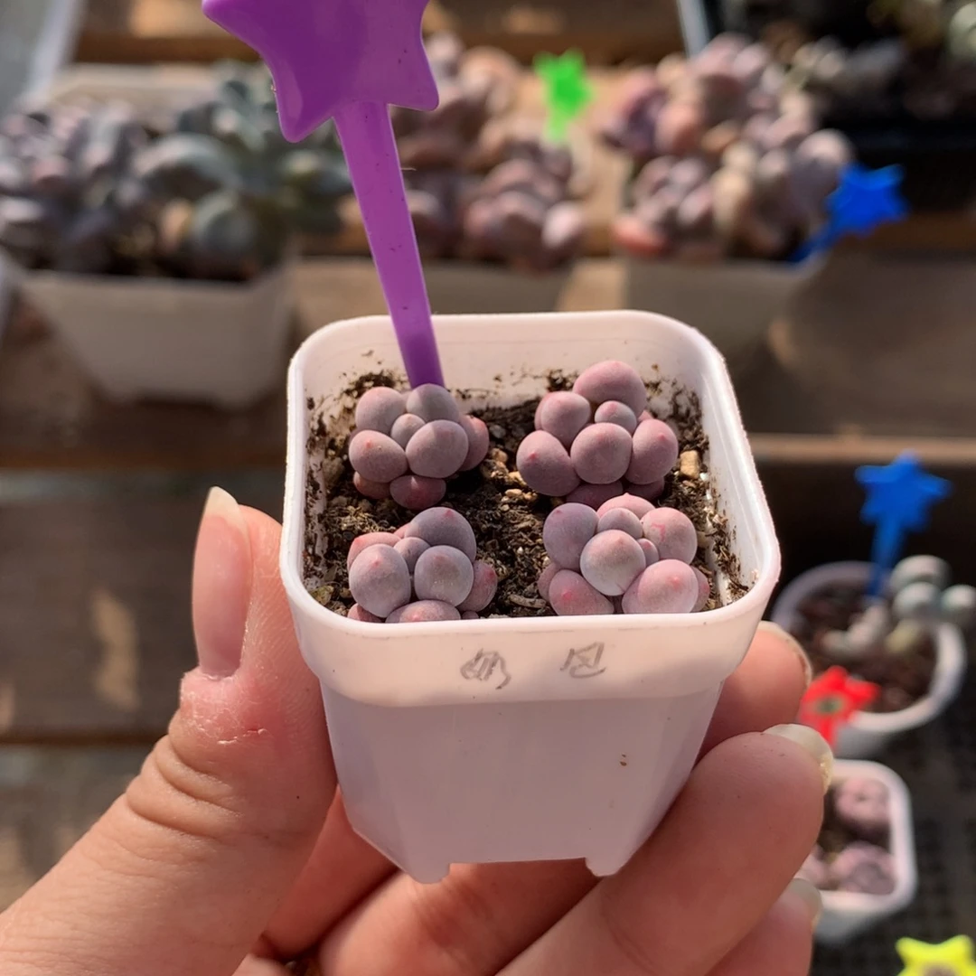 小奶包奶酪多肉哈哈哈