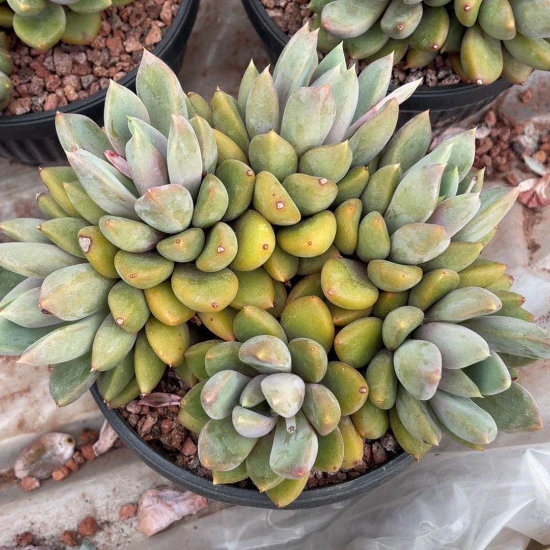 红象牙朵朵缀无砍58
