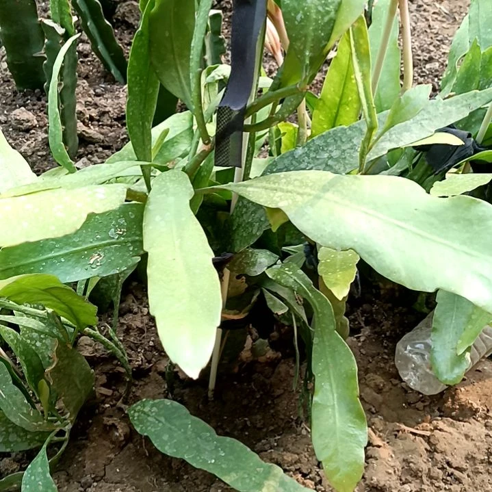 完全开放逆**舟令箭何花小叶昙花