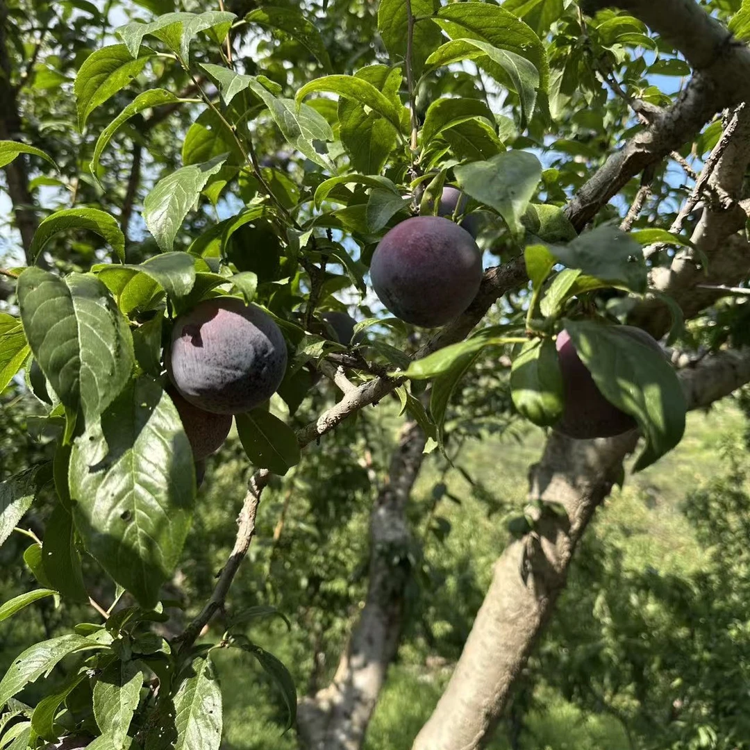新鲜应季脱骨脆红李子净重5斤酸甜口（顺丰包邮）