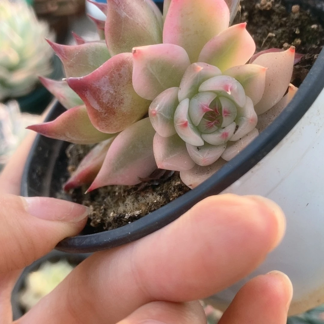 273锦锦锦锦锦锦锦