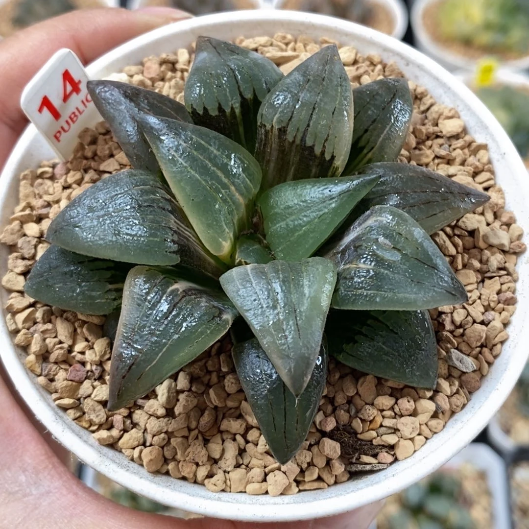 14红文寿锦一物一图