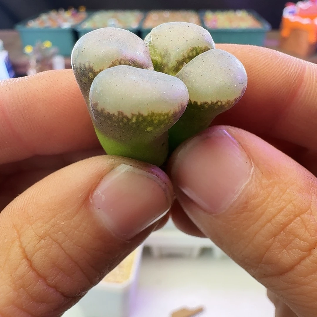 多肉植物福利宽透窗选拔紫罗兰风铃889