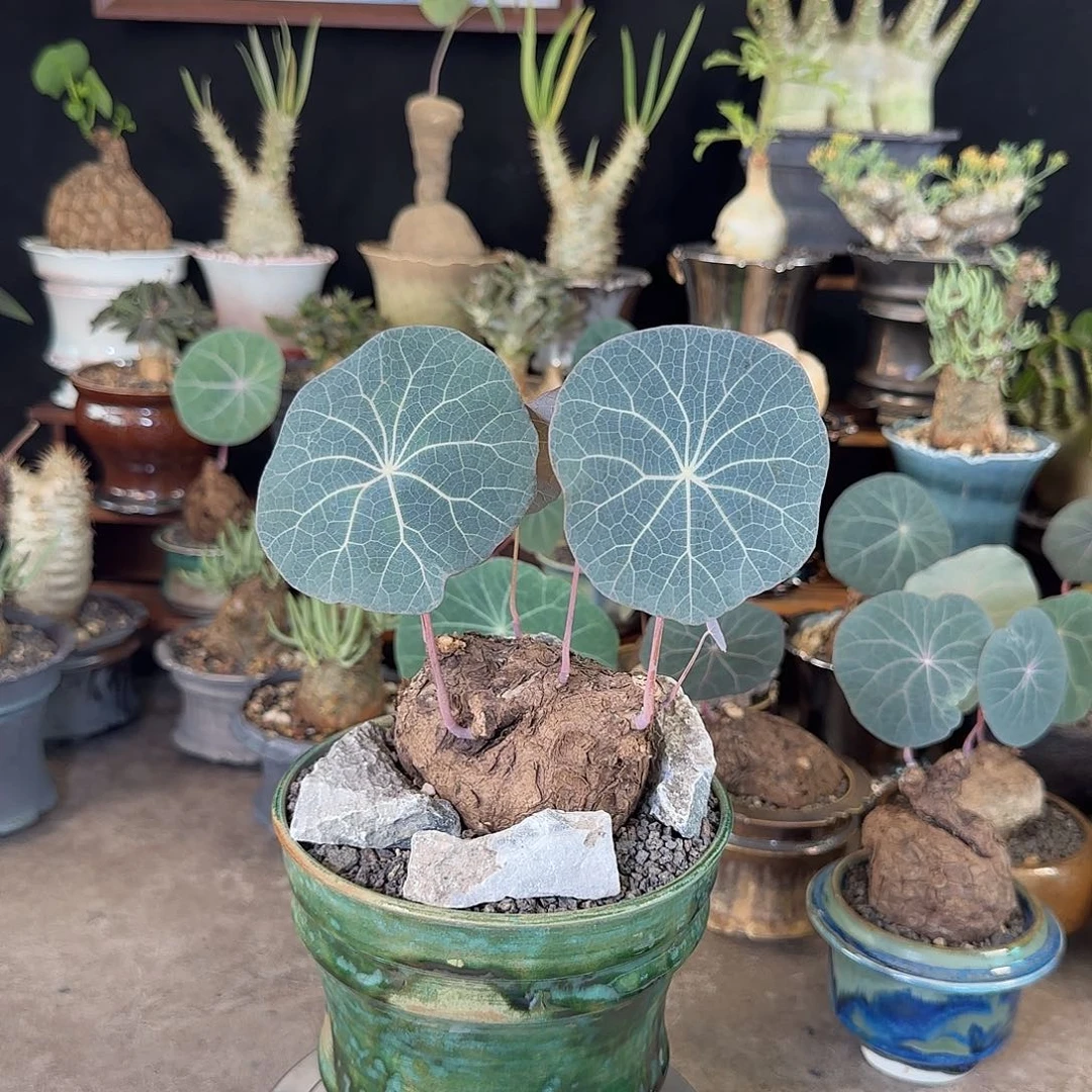 一物一拍老家一叶龟15