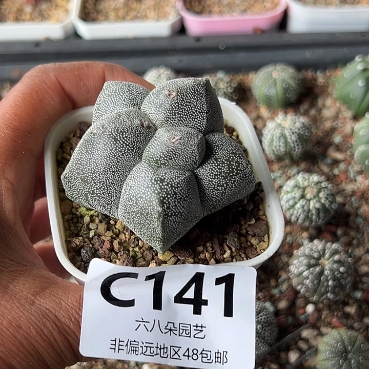 雨***141鸾凤玉多肉111111