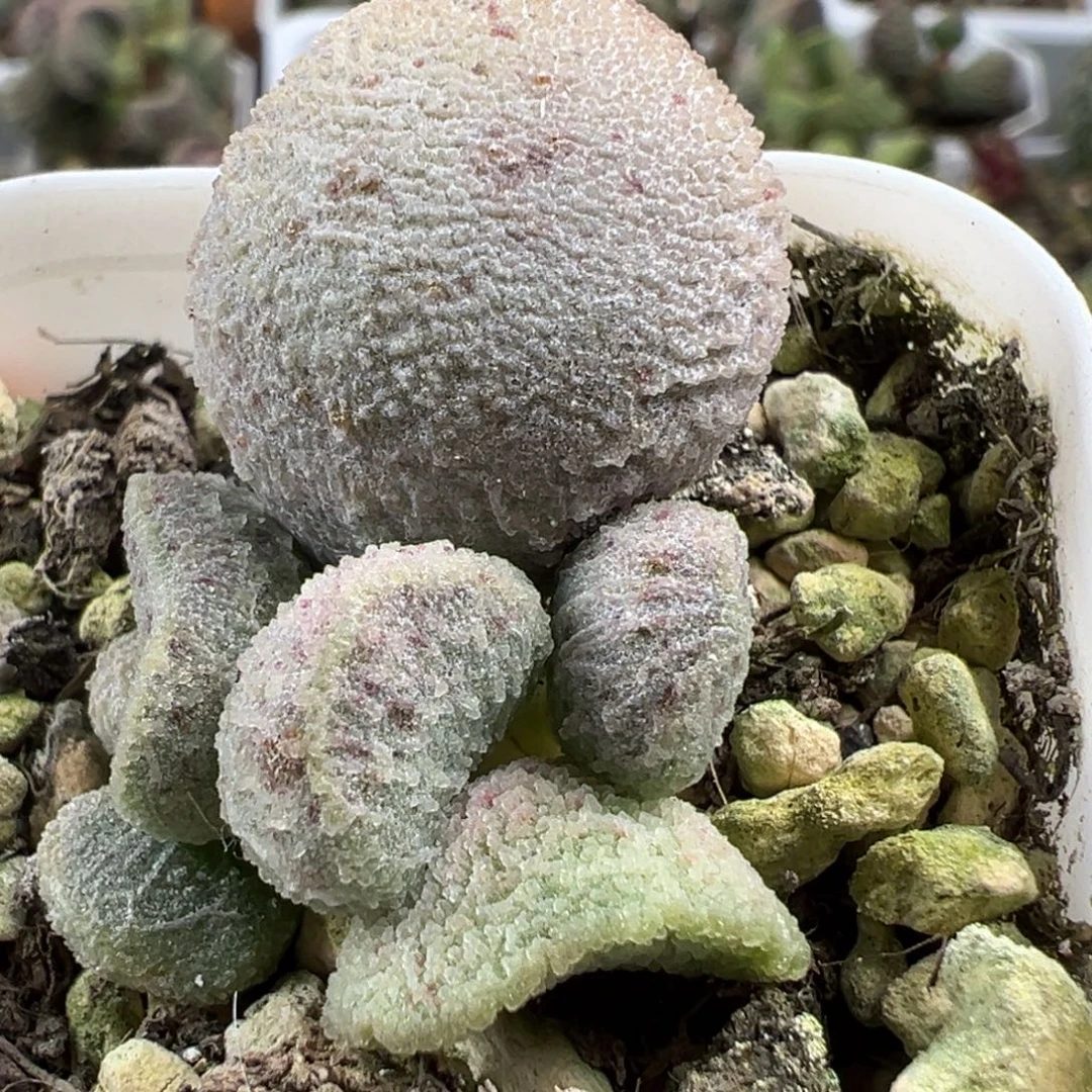 雪花斑实生新品大苗多肉植物