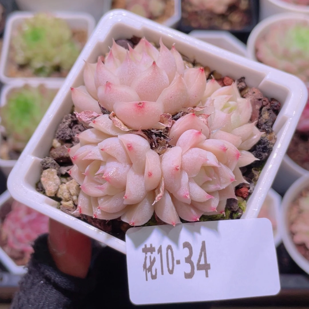 花利美10-34麦秆