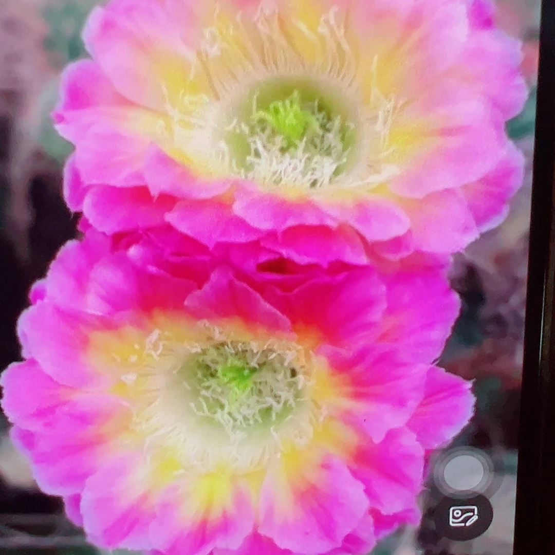 彩草 萤火虫 側芽 滿20包郵