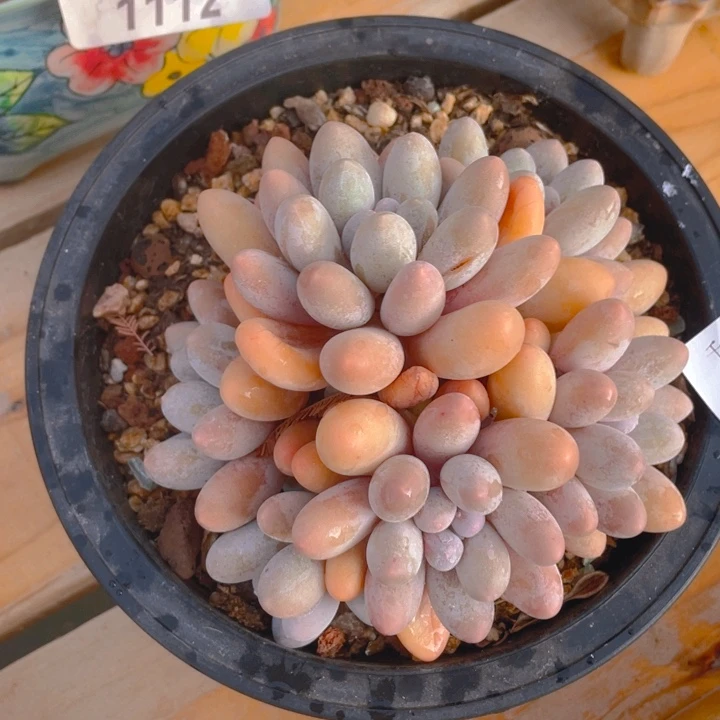 谢谢你的支持000000001219