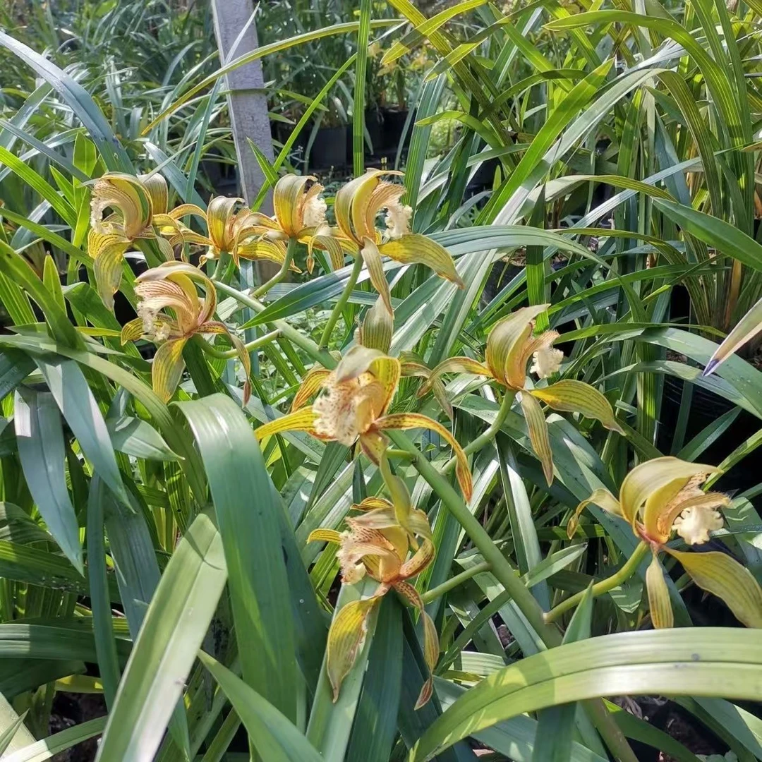 【香花虎头】云南原生种虎头兰 浓香型