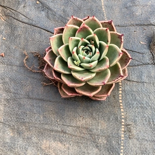 开**好美肉特价活动开始啦