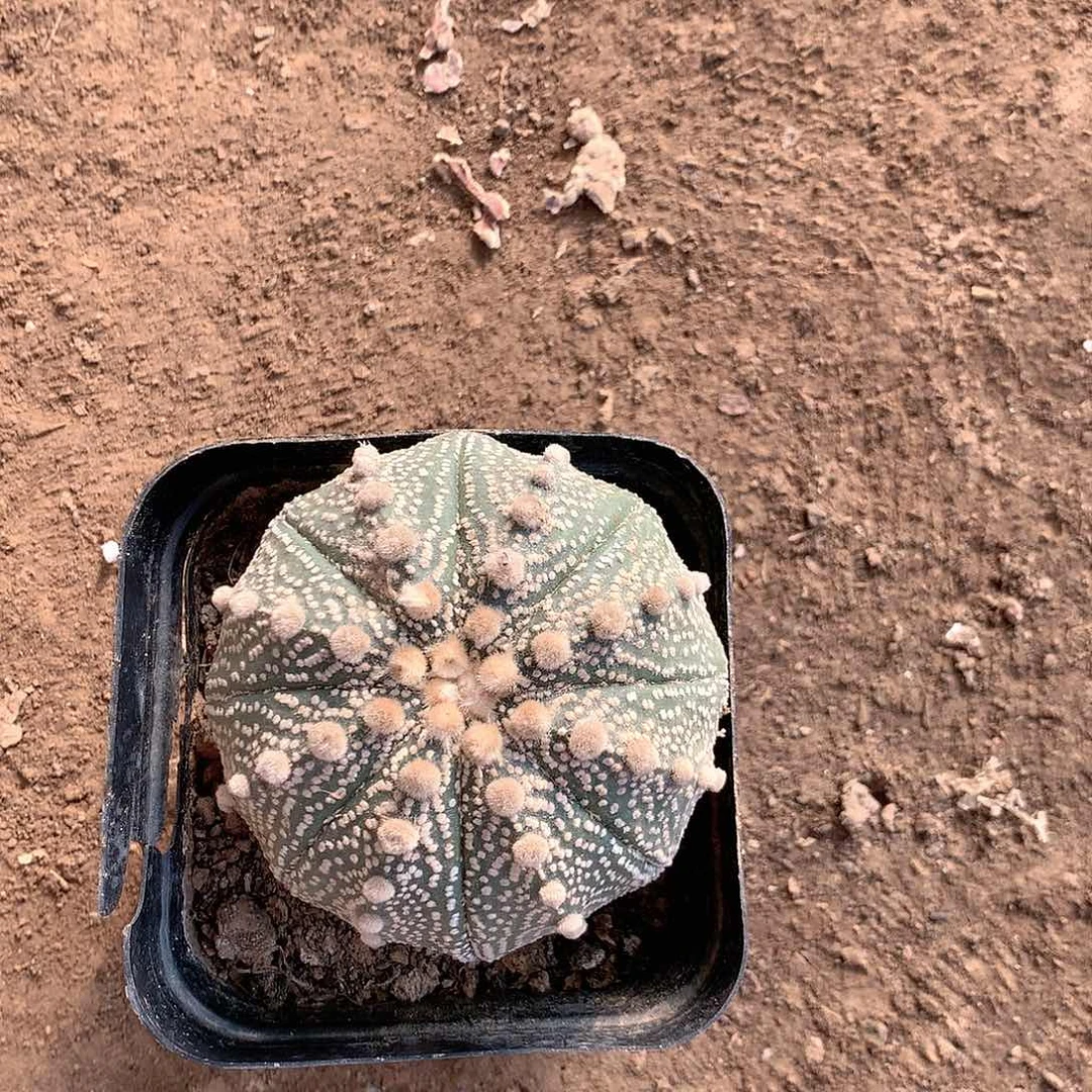 【闪购商品】一兜兜兜