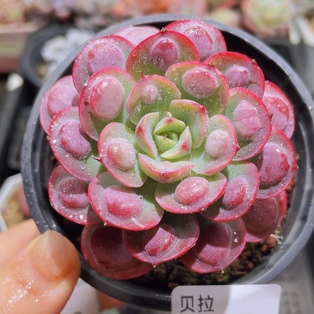 987 精品多肉一物一拍