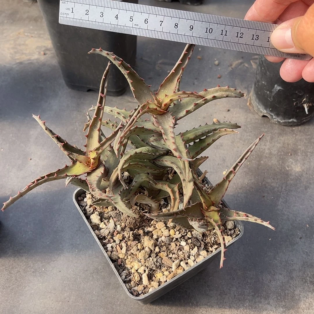 卡萨帝芦荟一物一拍