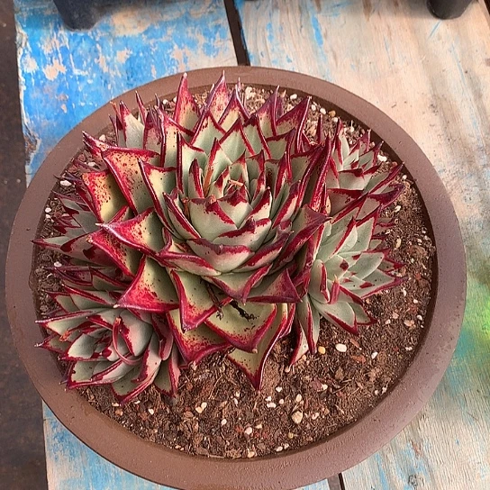 九**莉美肉特价活动开始啦