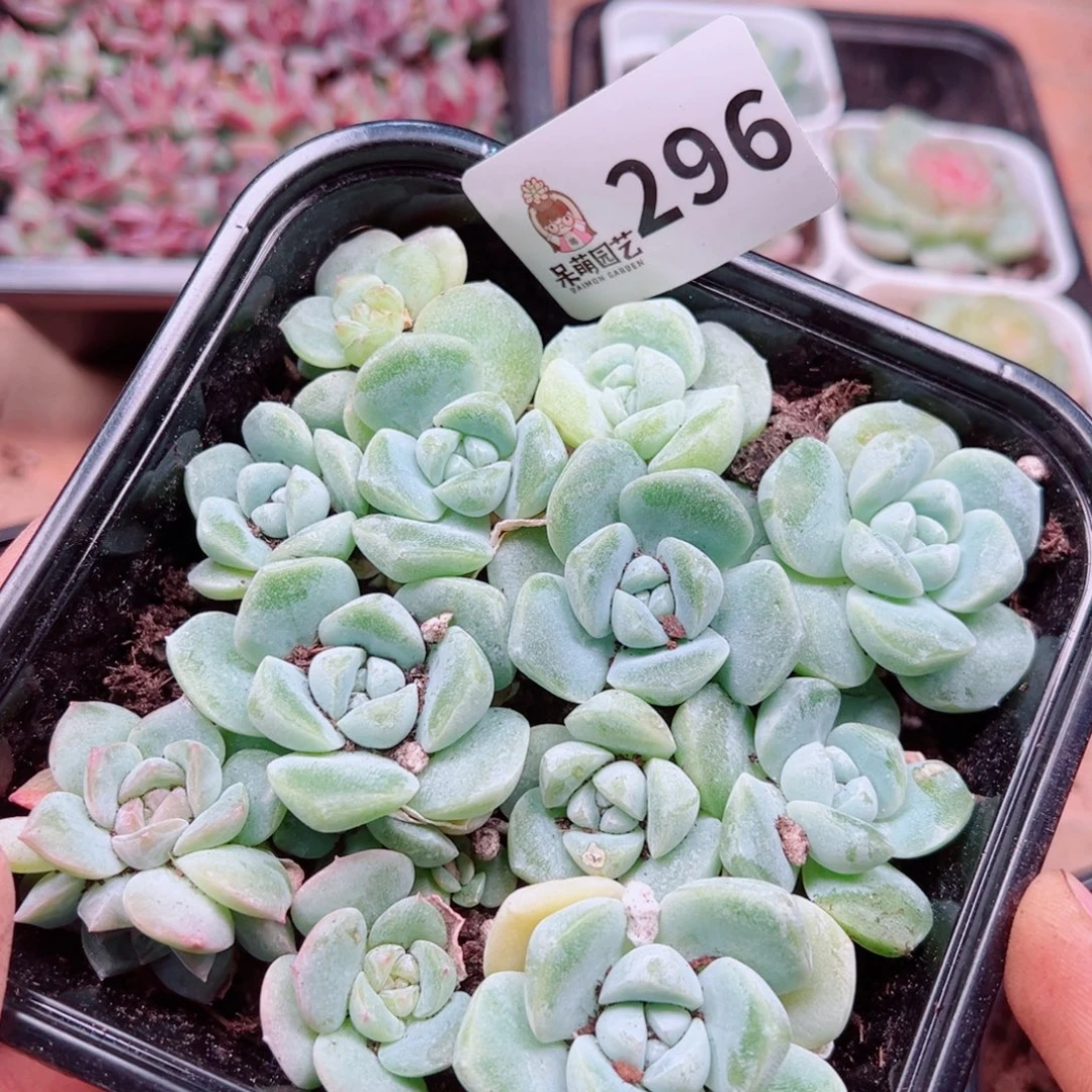 多肉植物多肉植物
