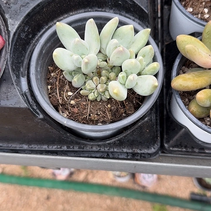 青蛙王子儿童牙膏111