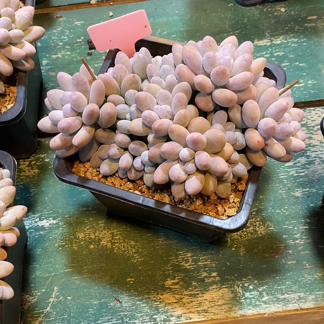 豆****可以让孩子的注意力不太有限