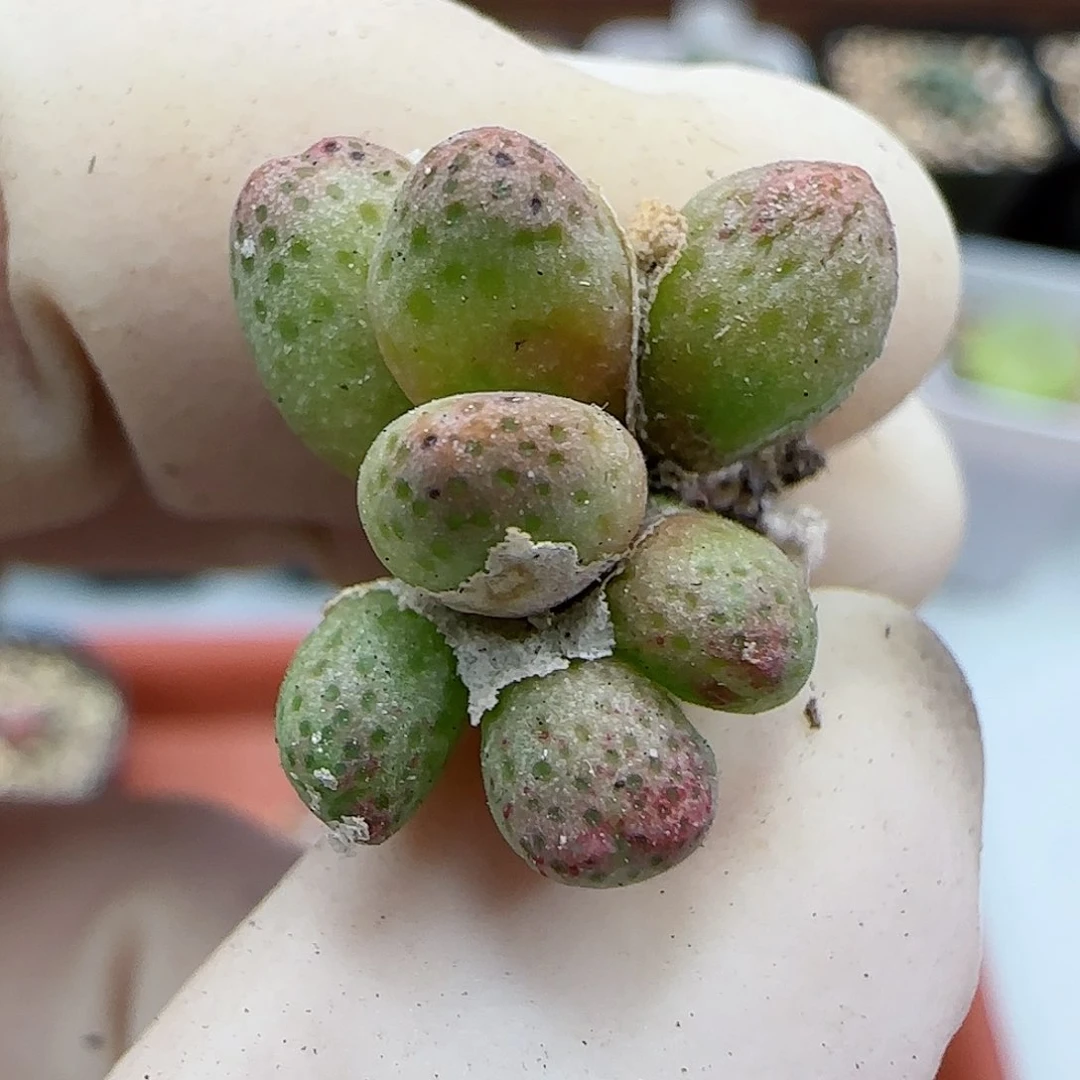 439龙猫1429.05斑马