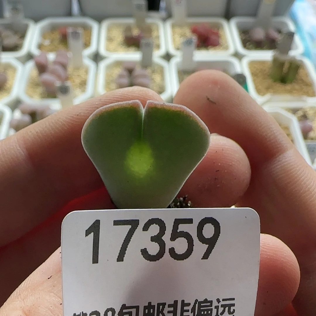 【闪购商品】熊*狒17359