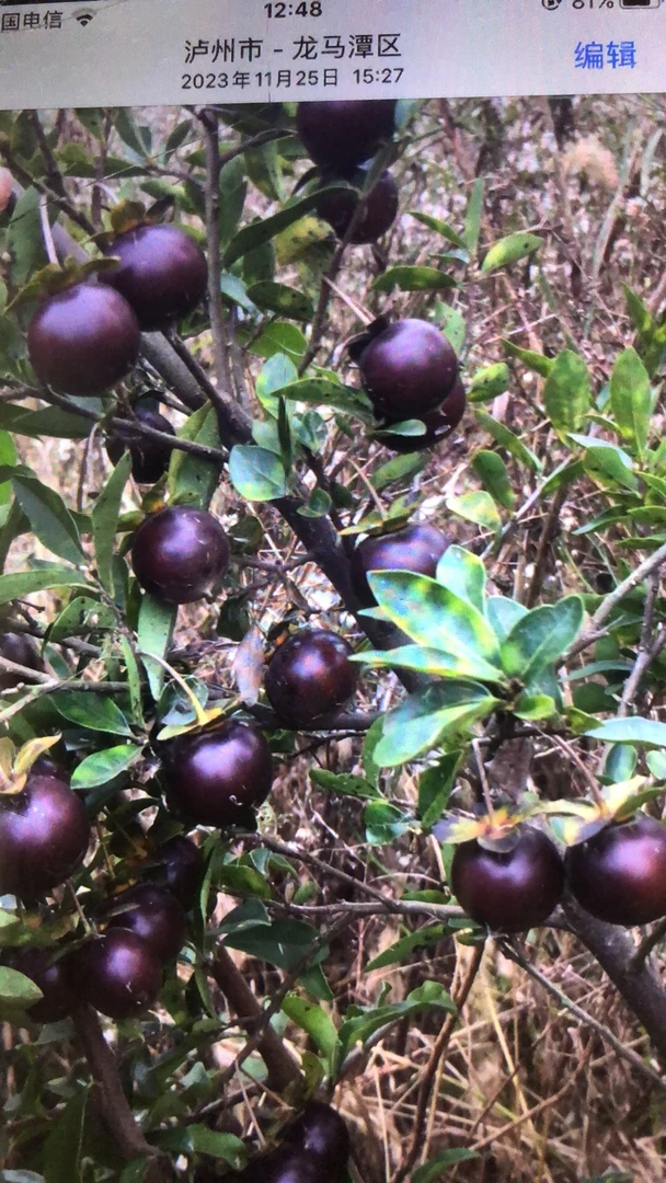 金弹子黑珍珠枝条10刀