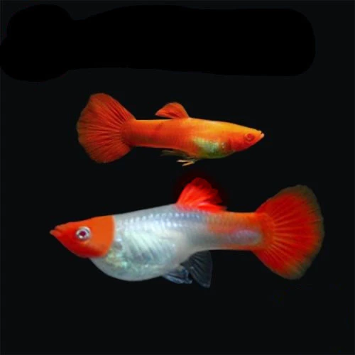 鸿运当头种鱼成年鱼公母大尾搭对热带淡水好养胎生小鱼