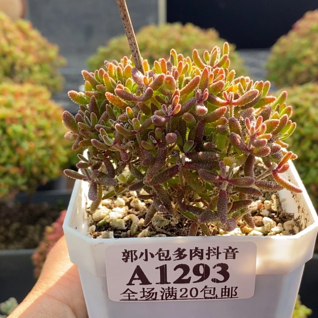 এ****红麒麟1293枝干番杏