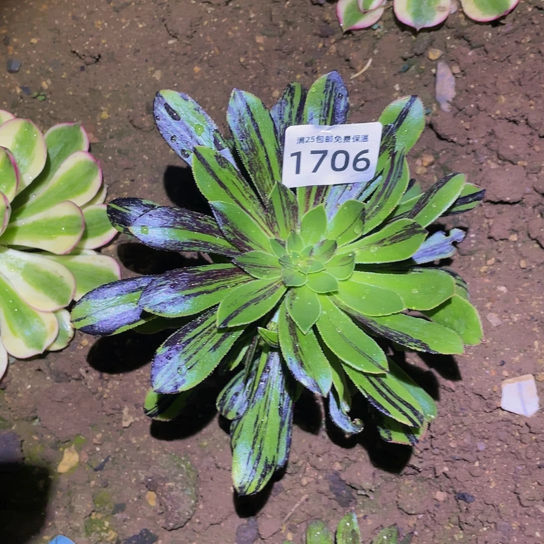 1706水墨丹青多肉植物