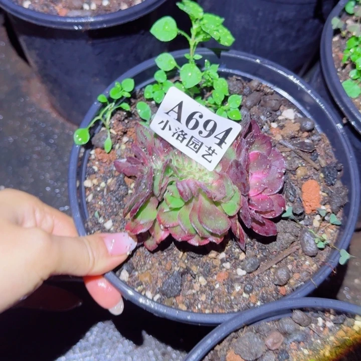 694荔枝缀化多肉植物满28包邮