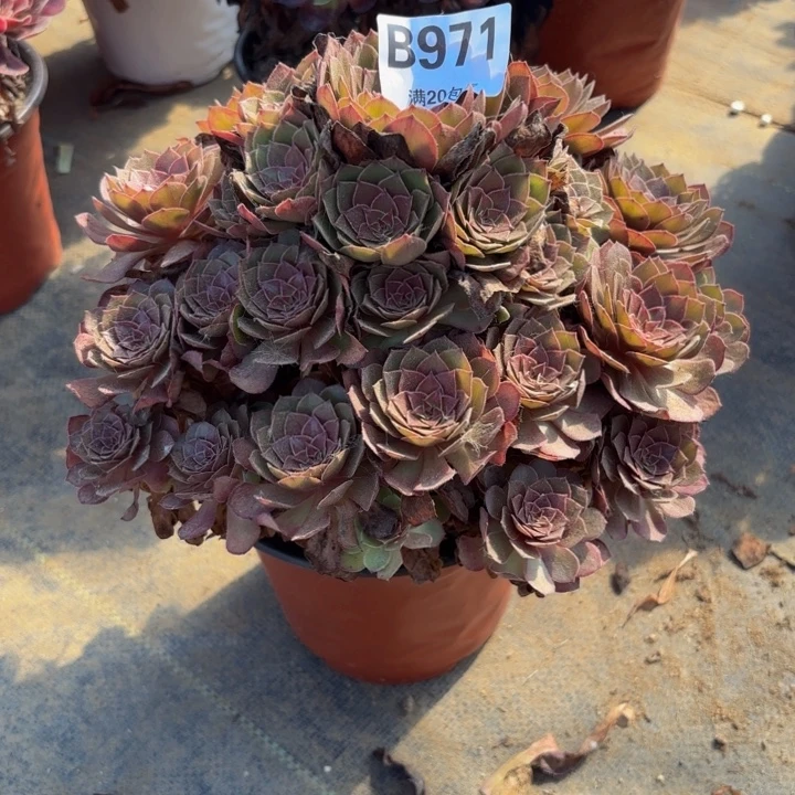 瑞妈多肉园艺971桃花石精品