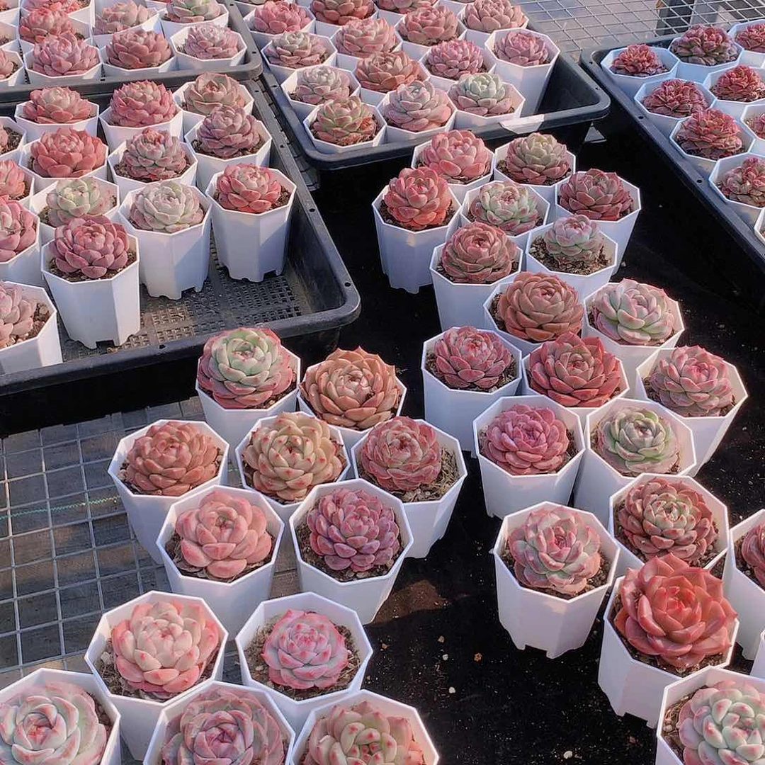 组合7颗2345678899000000