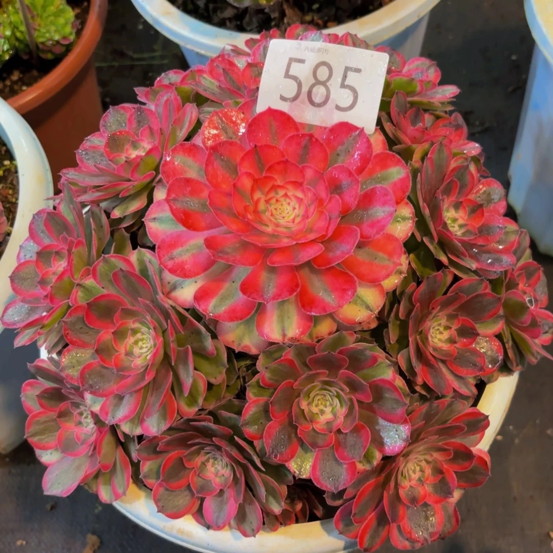 585多肉植物荔枝法师