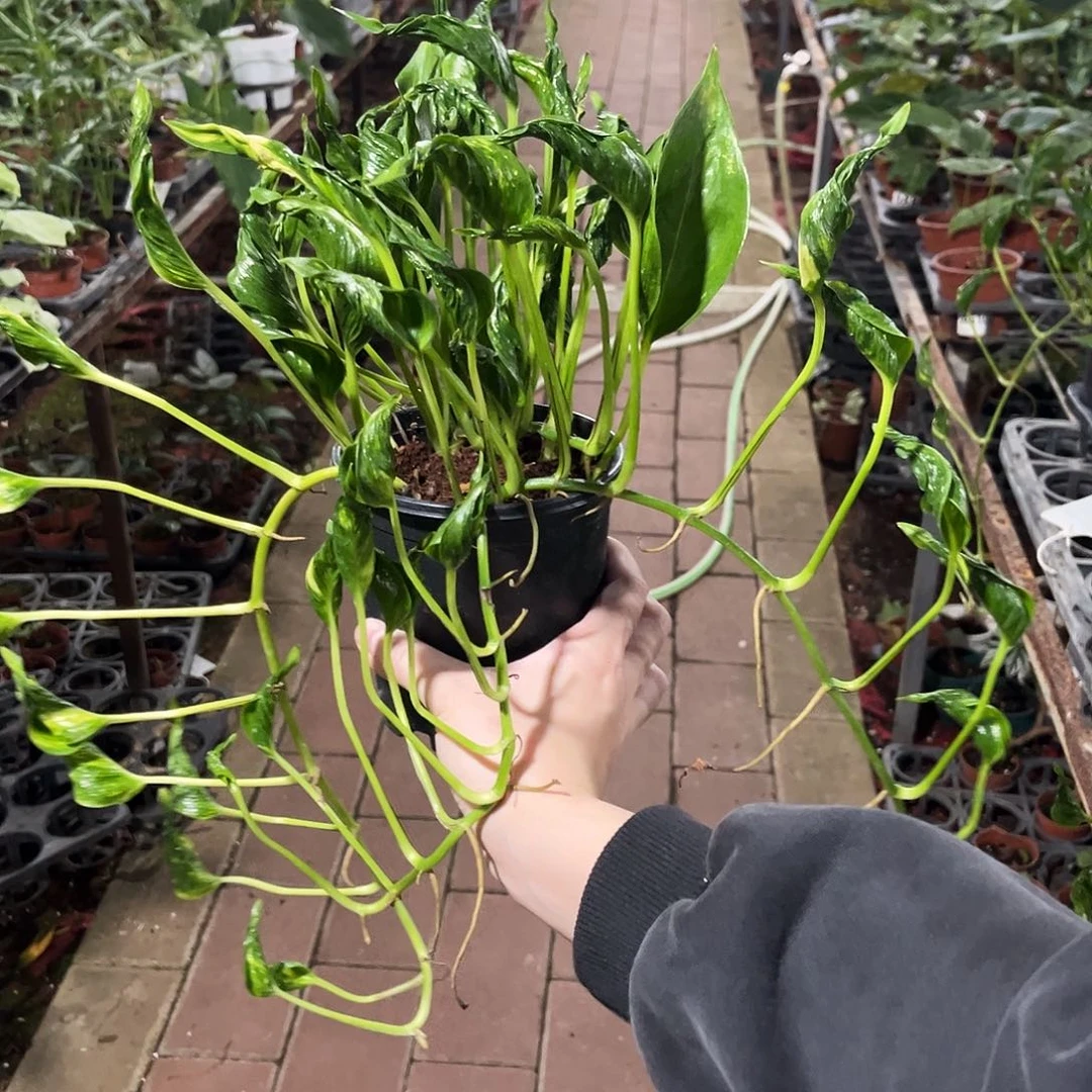 汤****完全开放002小丑绿萝