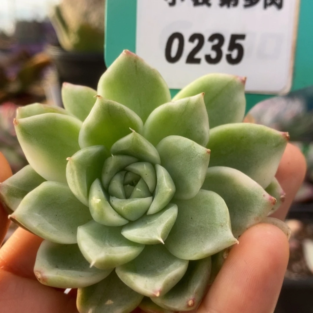 235麦秆杂侧芽锦锦锦锦锦锦锦