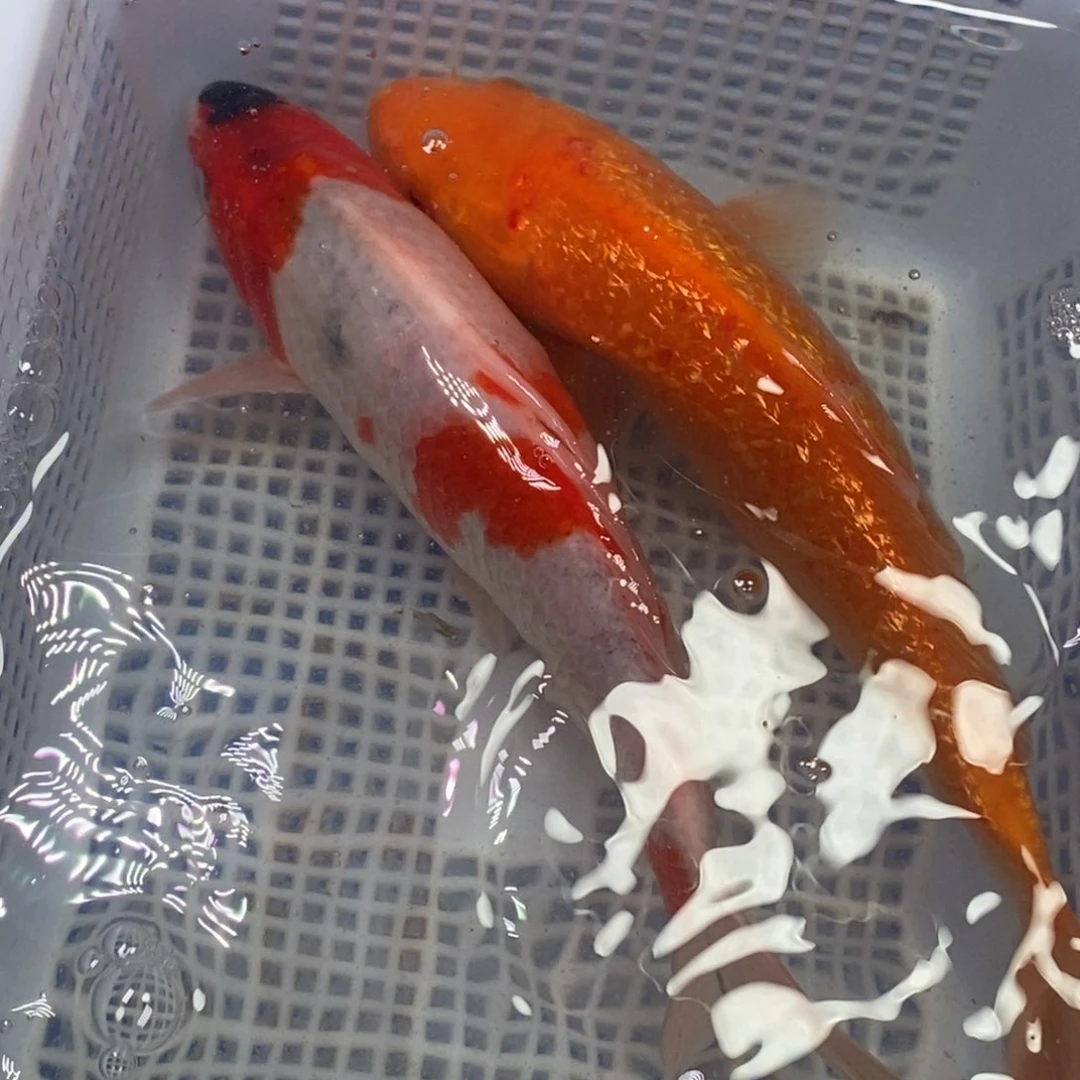 锦鲤锦鲤 开衩掉麟充血属于正常情况 介意别怕