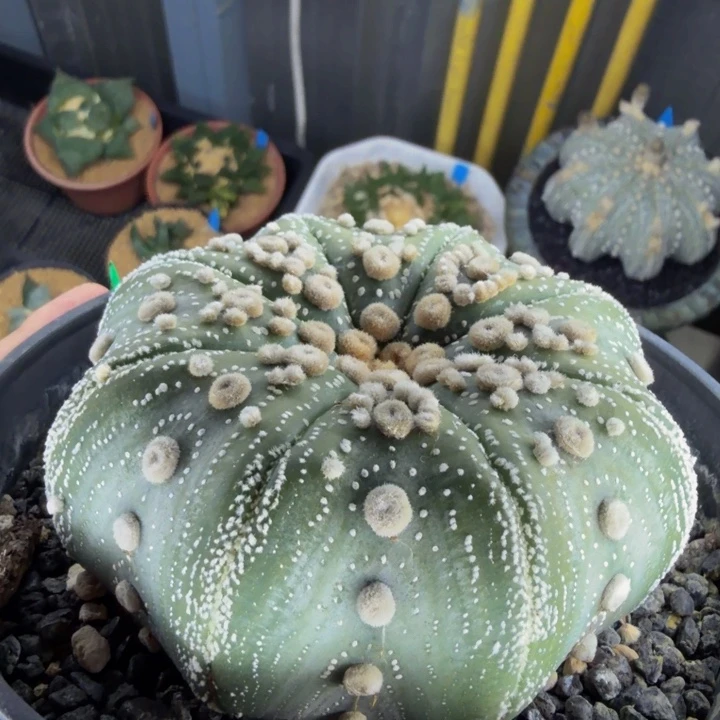 大型内凹泰奇花园