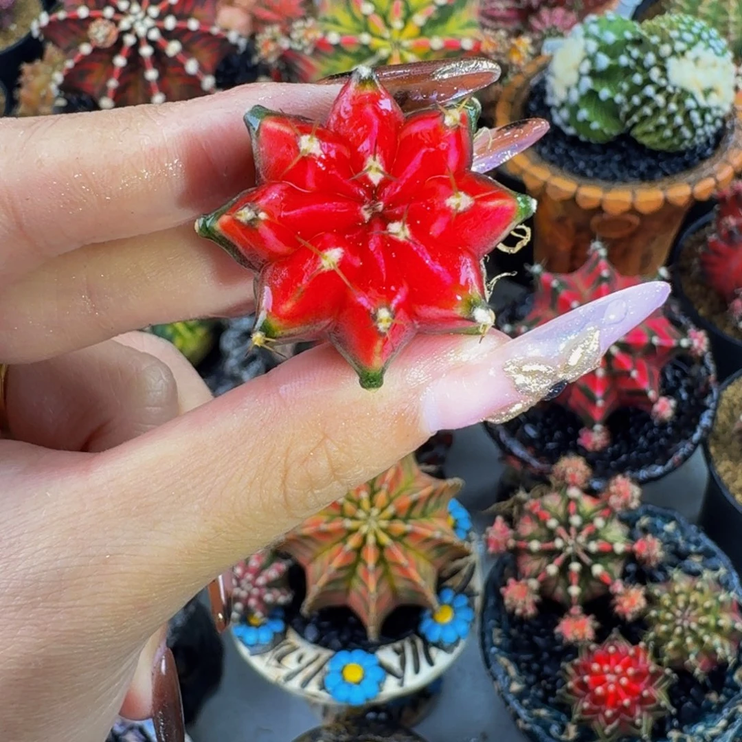 红穹顶000000000000009