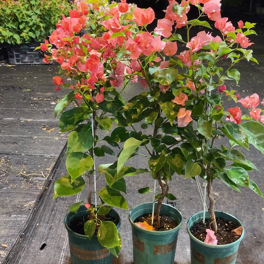 完全开放不甜西瓜带竹一颗