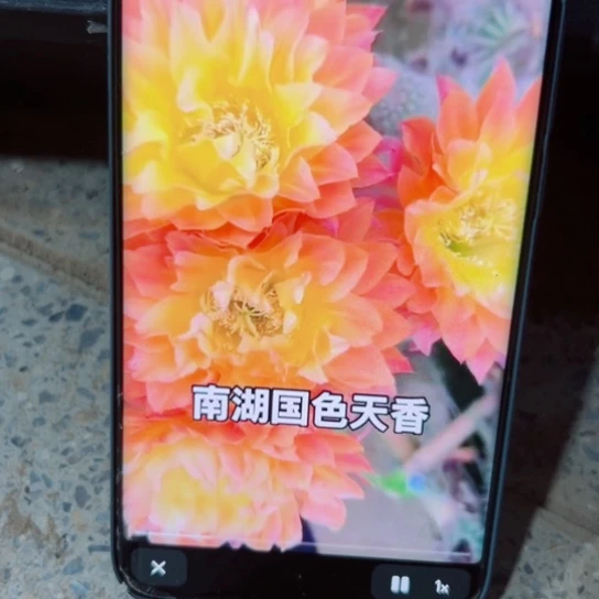 下38彩草国色天香歪无根侧芽4公分左右20包邮