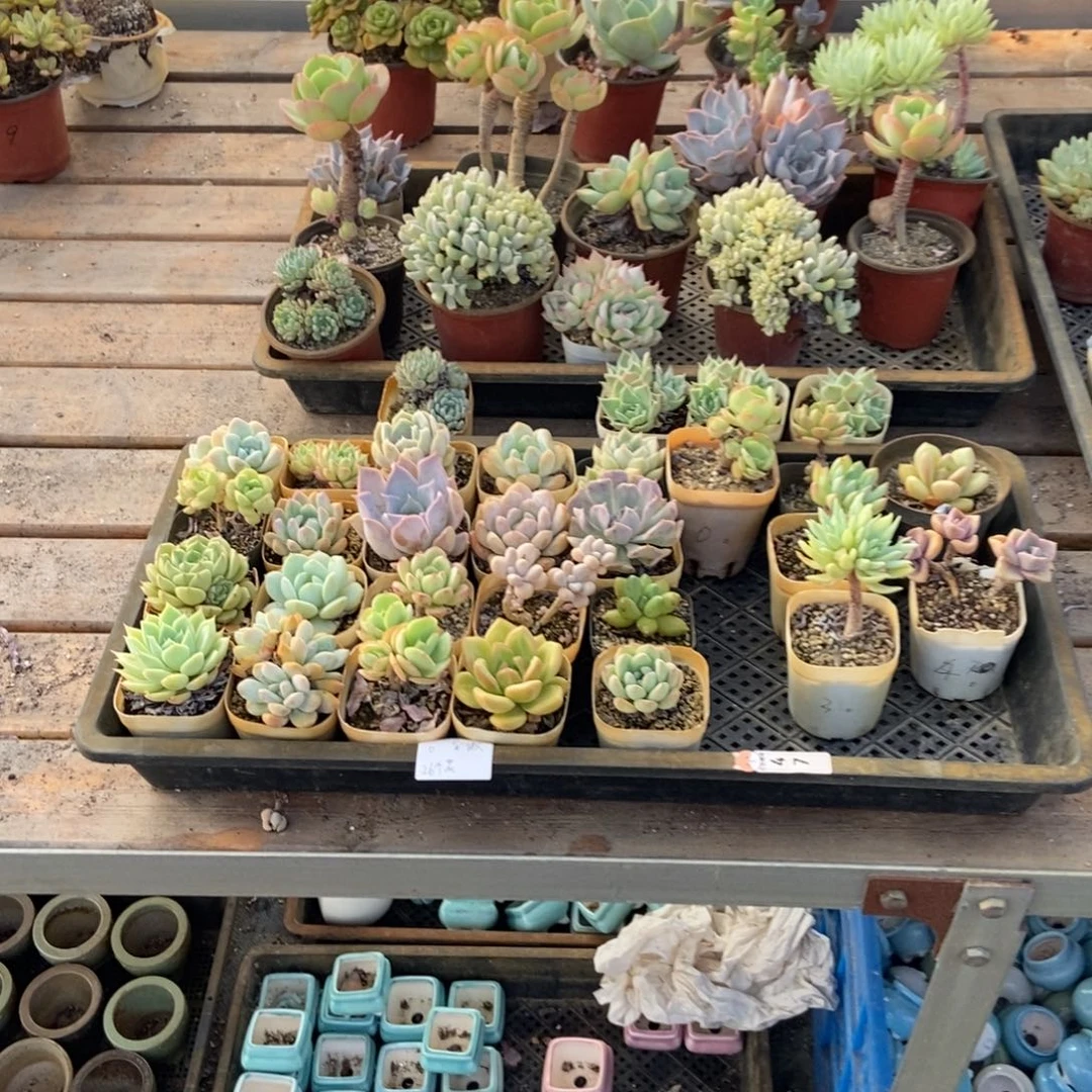 47号花26个句号专拍圆通