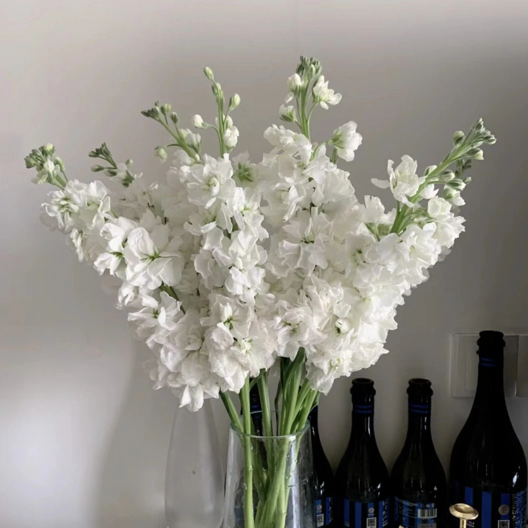 白色紫罗兰家居插花 鲜切花浙江金华发货 今天拍明天到