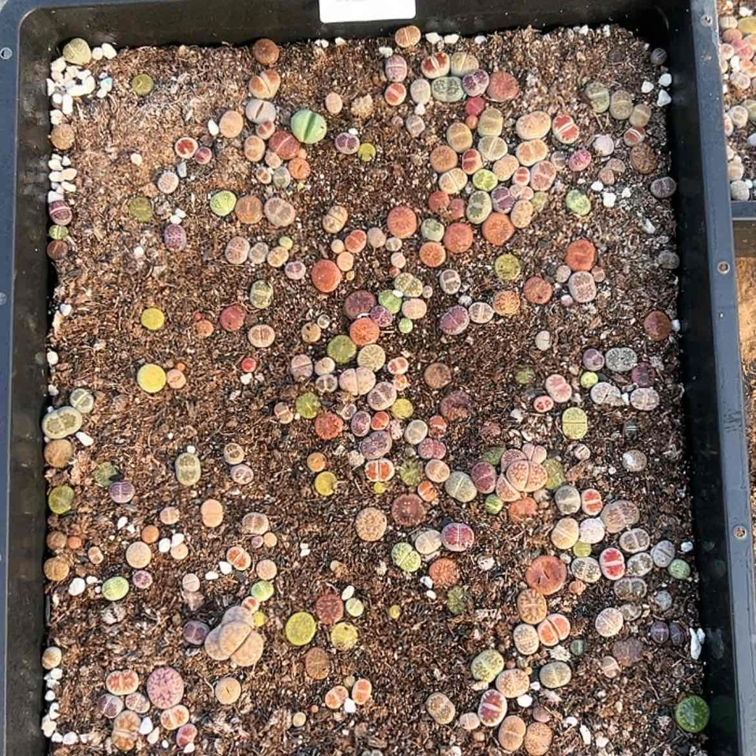 【闪购商品】019带框发货微瑕不售后