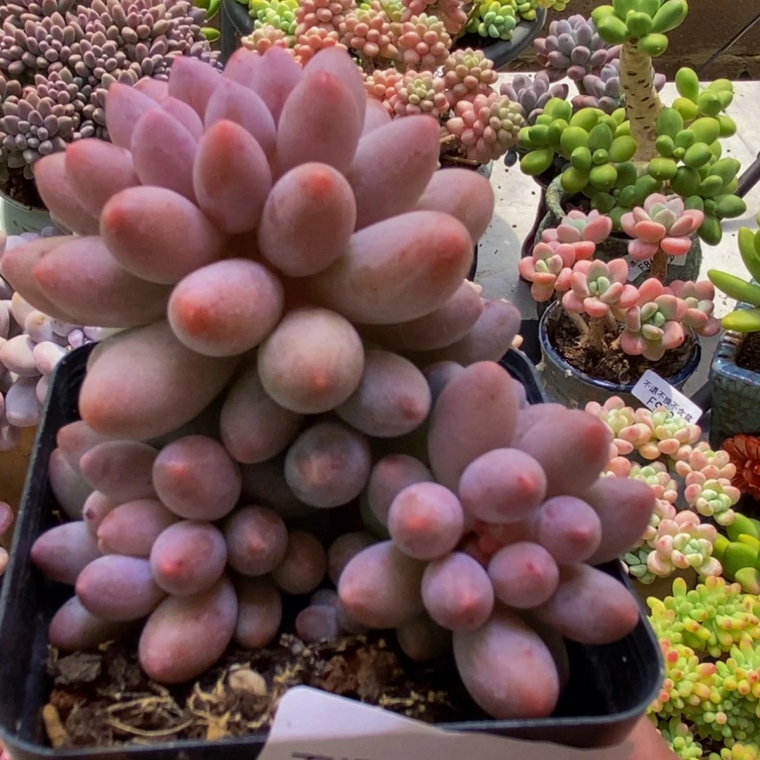 715婴儿手指5cm多肉