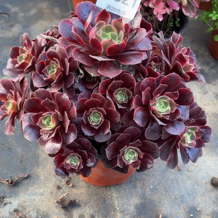 瑞妈多肉园艺521凤冠